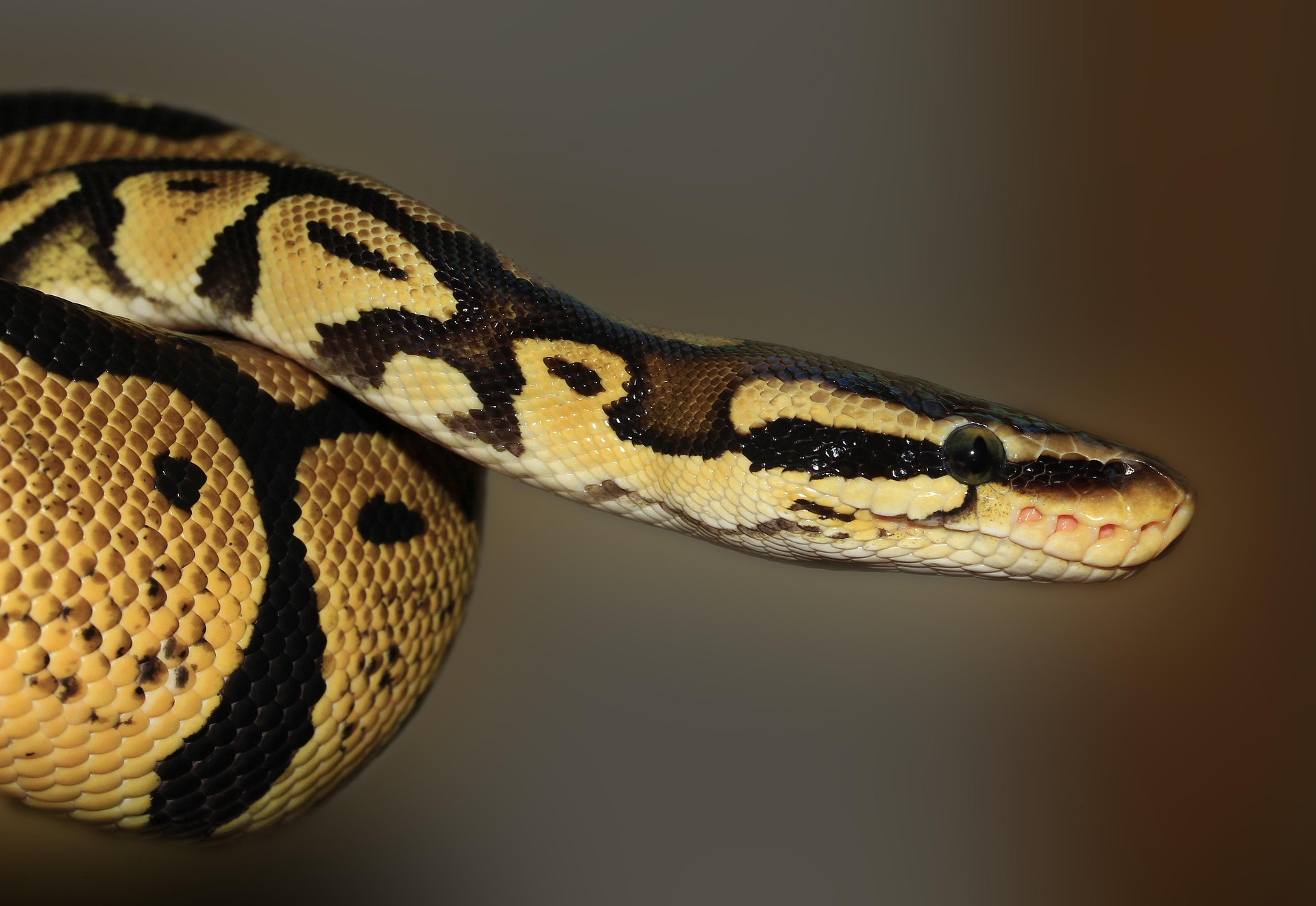 Brown snake