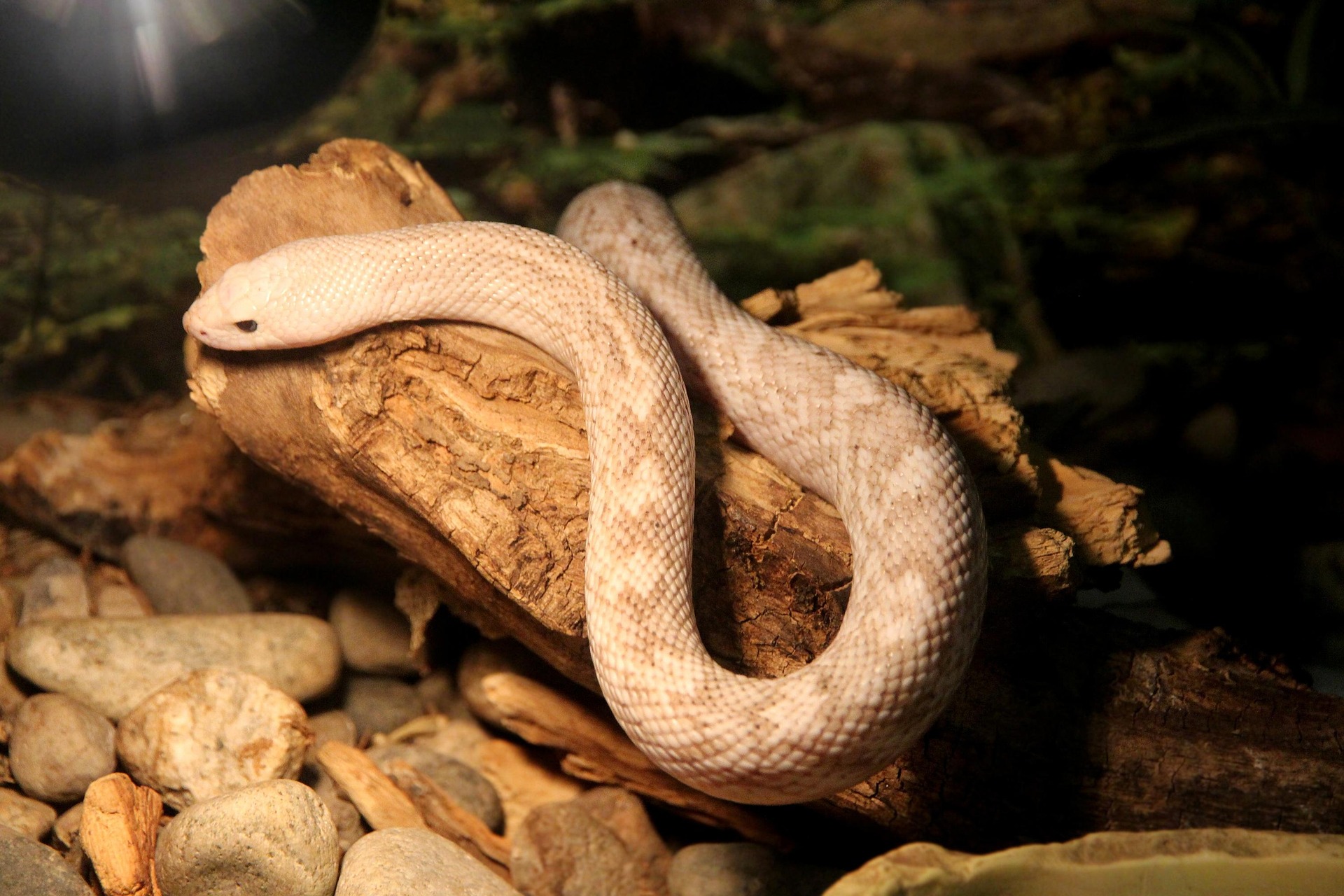 Beige snake on a branch